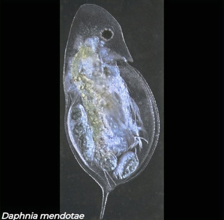 Daphnia mendotae, cladoceran with helmet-like head and embryos in brood pouch, Canadian freshwater lake sample