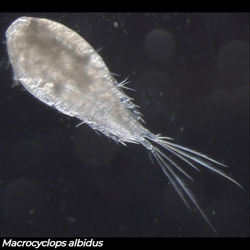 Macrocyclops albidus