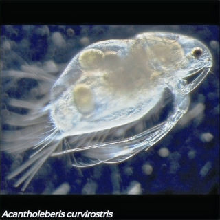 Acantholeberis curvirostris, cladoceran shown with eggs visible in brood chamber, Canadian freshwater lake sample