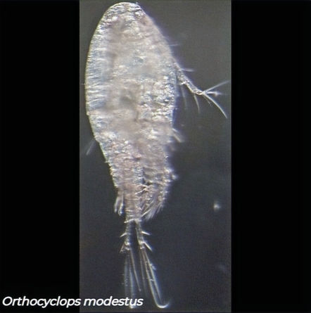 Orthocyclops modestus, small cyclopoid copepod with elongated segmented body, Canadian freshwater lake sample