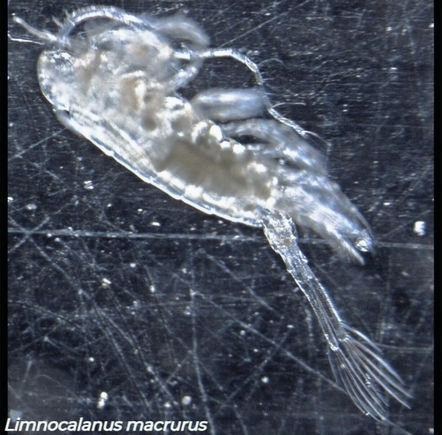 Limnocalanus macrurus, large calanoid copepod with elongated second antennae, Canadian freshwater lake sample