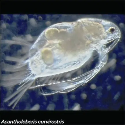 Acantholeberis curvirostris, cladoceran shown with eggs visible in brood chamber, Canadian freshwater lake sample
