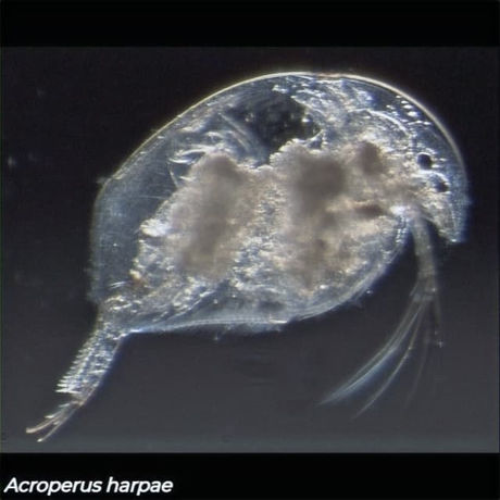 Common freshwater crustacean zooplankton species in Canada.
