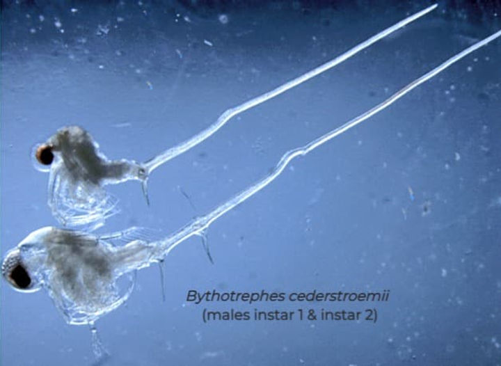 Bythotrephes cederstroemii from a lake in Ontario, Canada.