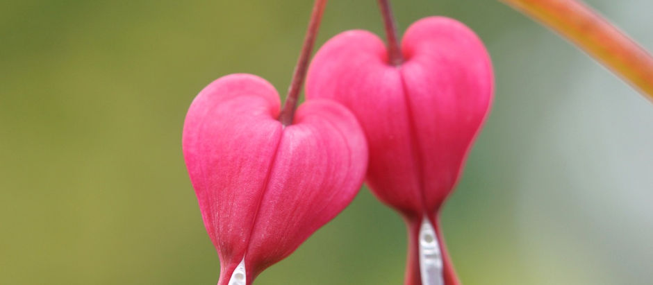 Commitment: The Ultimate Grief Relief
