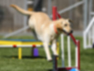 labrador jumping.jpeg