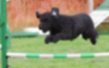 jumping dogs, happy dogs, fidosfun dog agility training, agility equipment, secur fields, walking dogs, fast dogs, healthy dogs