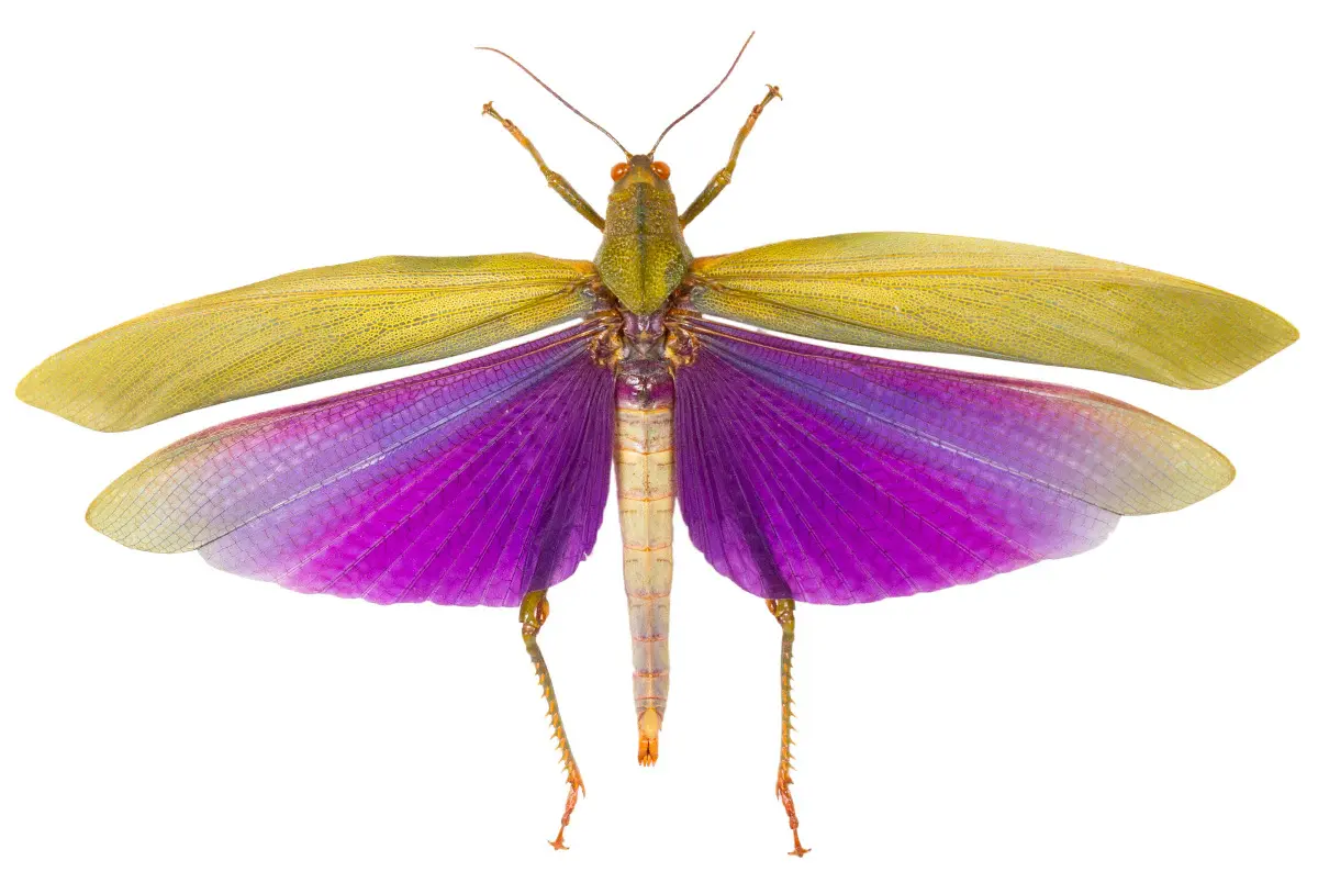 Titanacris albipes