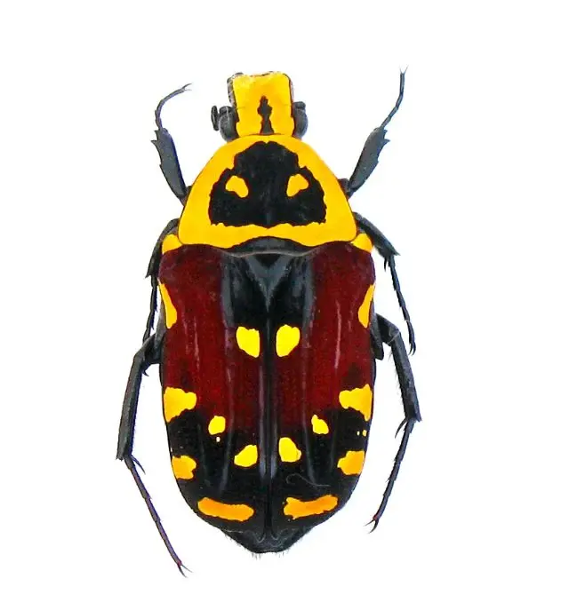 Euchroea aurestelatta