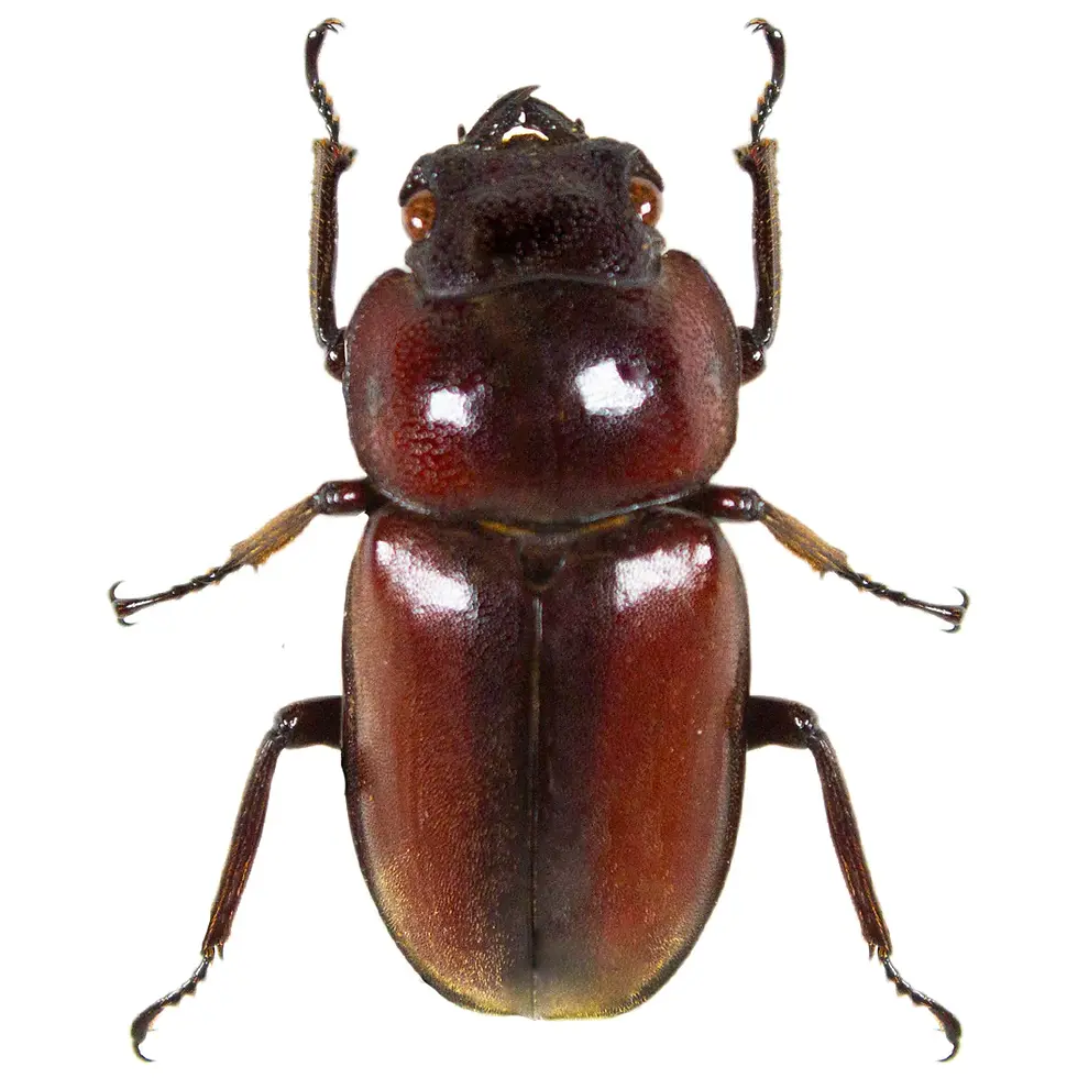 Prosopocoilus antilope FEMALE