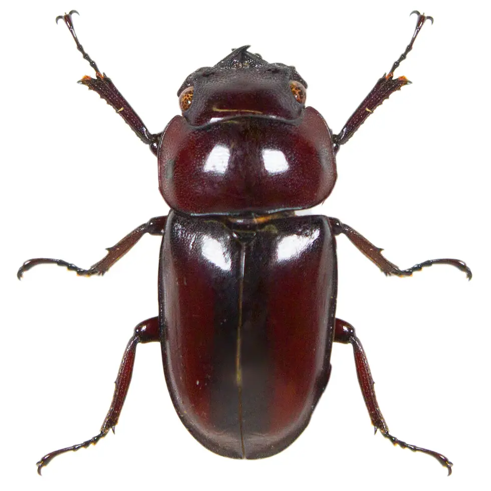 Prosopocoilus inclinatus FEMALE