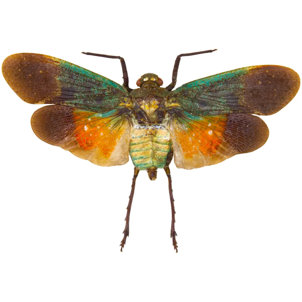 Penthicodes farinosa