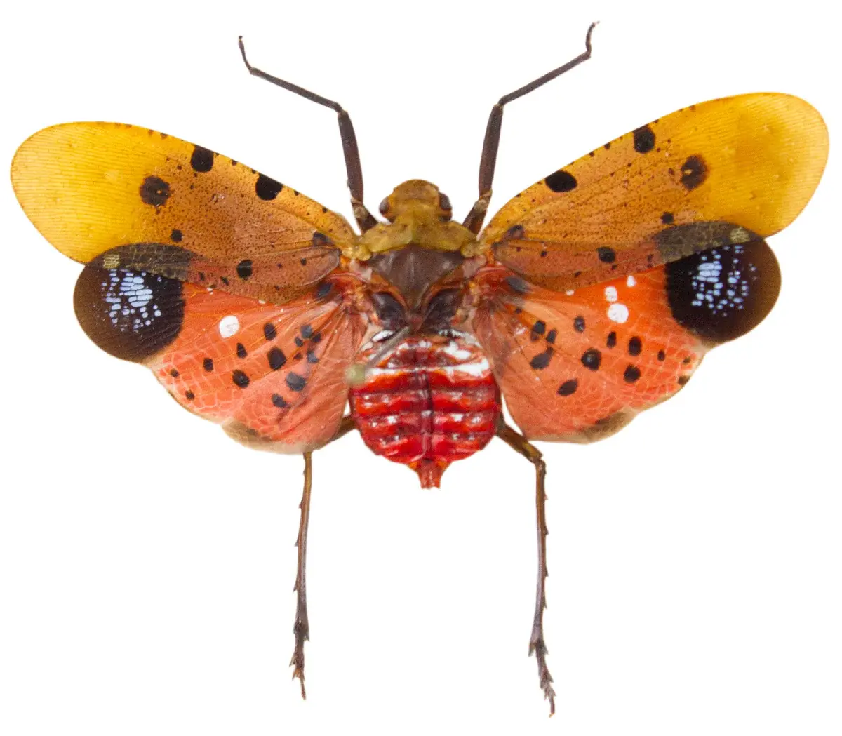 Penthicodes atomaria