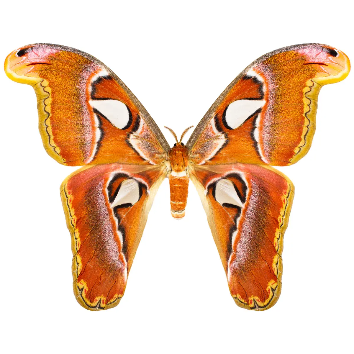 Attacus atlas FEMALE