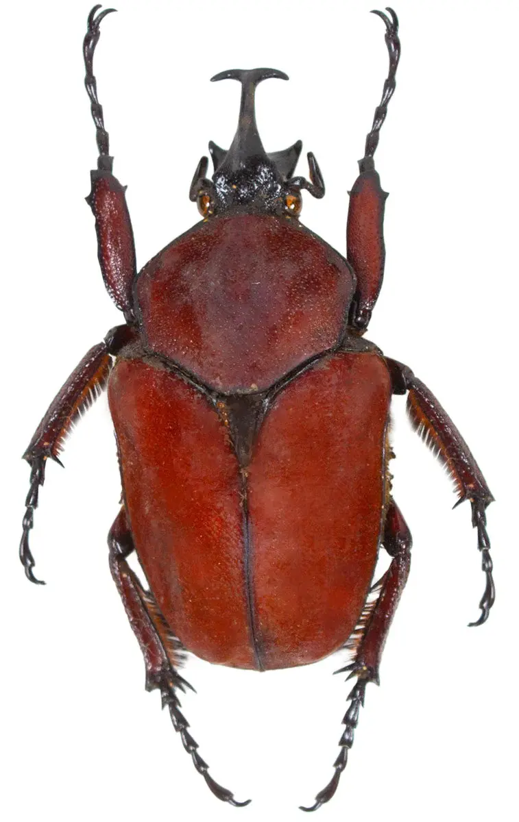 Fornasinius russus