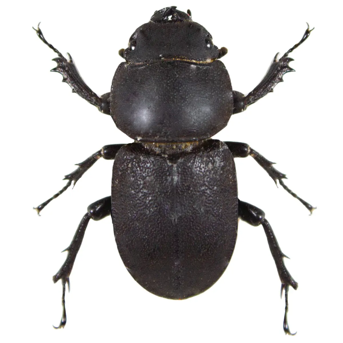 Apterodorcus bacchus FEMALE
