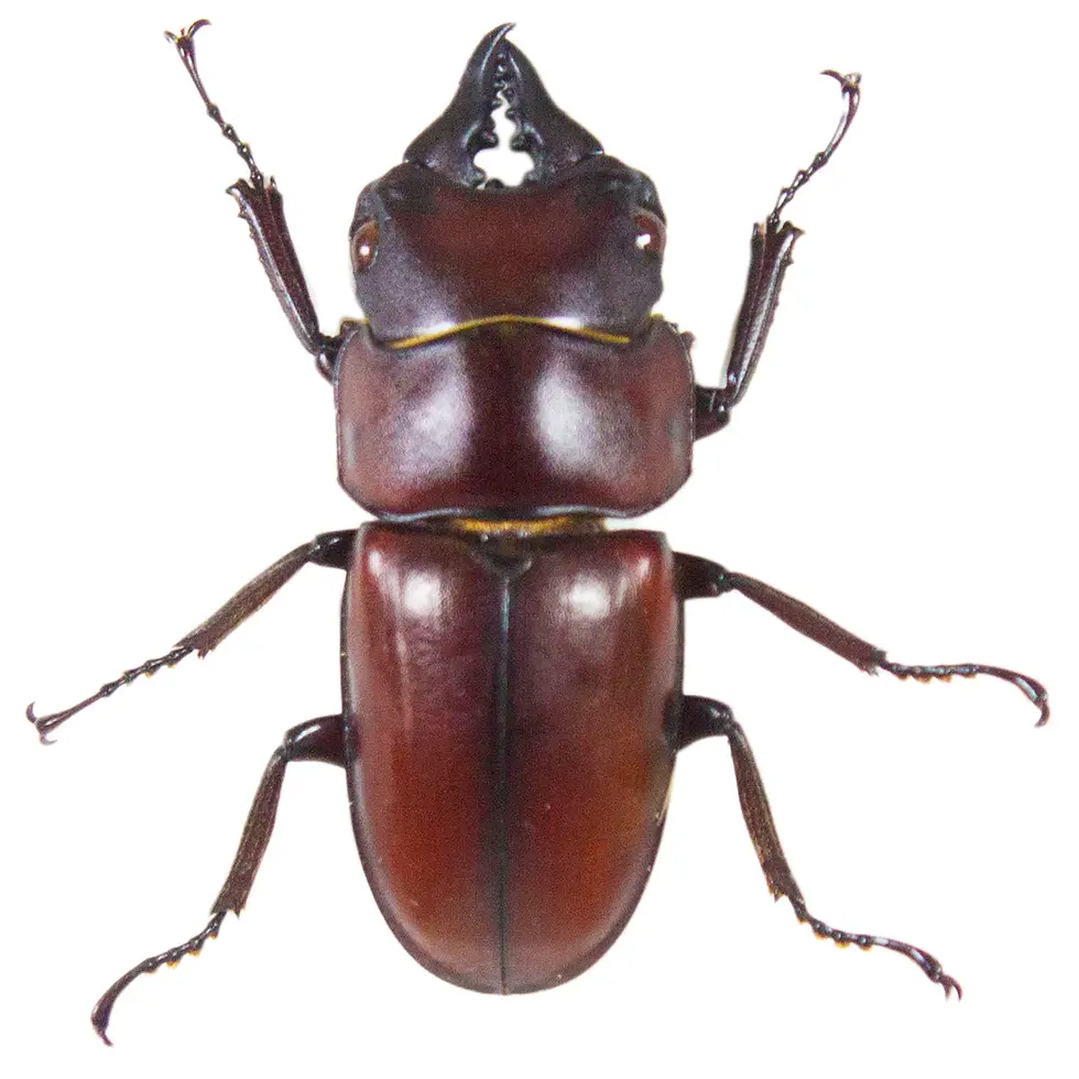 Prosopocoilus antilope