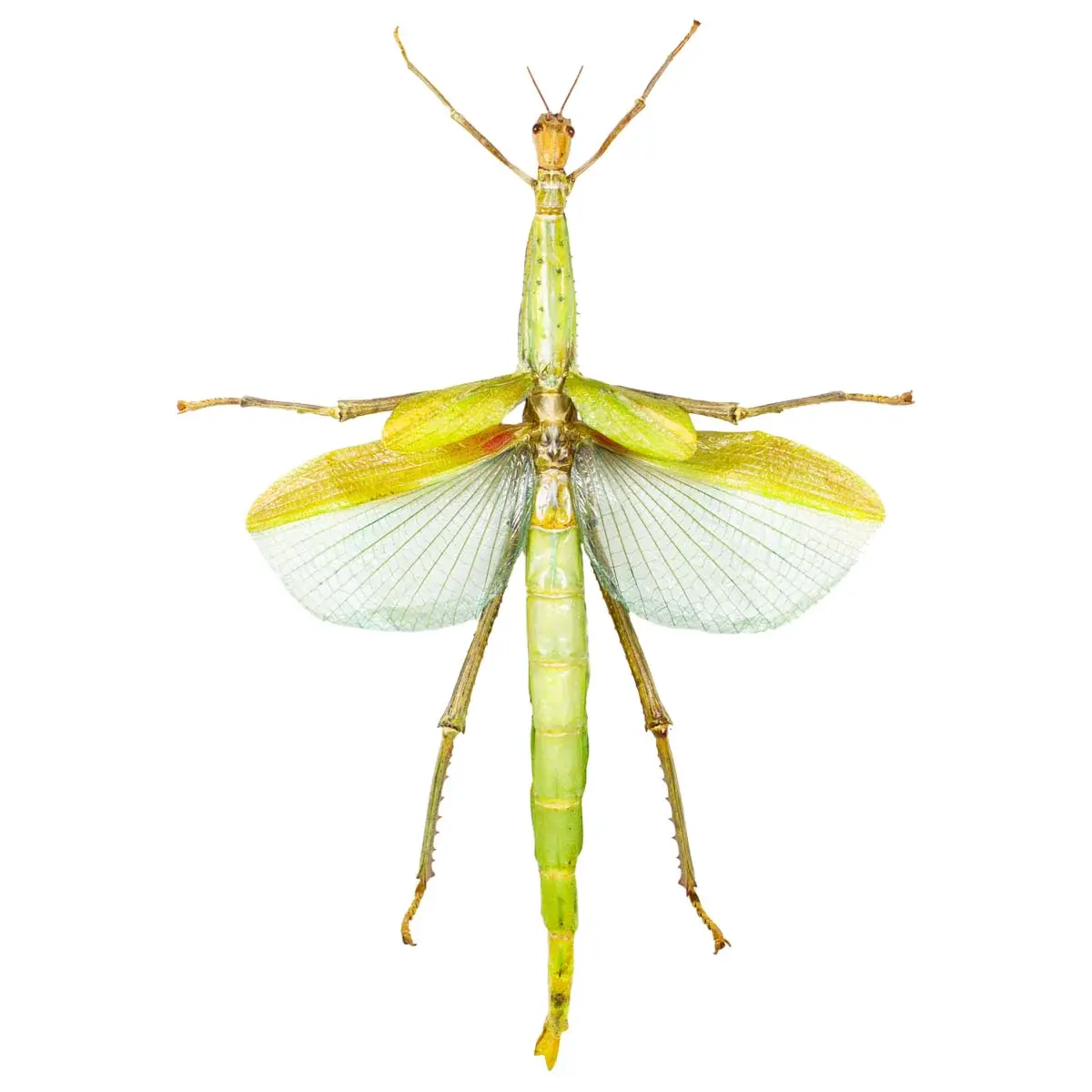 Euryncema versirubra ssp FEMALE