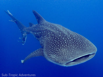 The friendly 'bone' shark.. Whale sharks on St Helena