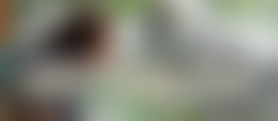 Let's Go See The Wolves!