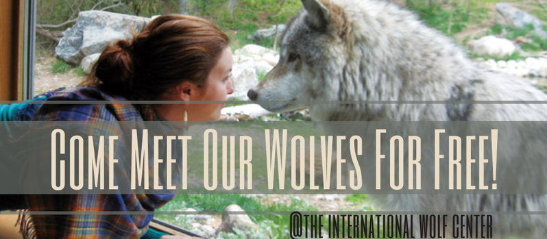 Let's Go See The Wolves!