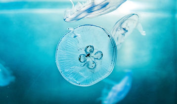 Schermafbeelding 2026-04-23 om 16.17.02.jpeg