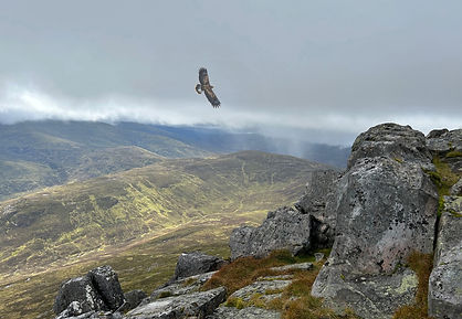 Eagle off schiehallion.jpeg