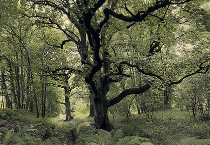 Birnam wood tint.jpeg