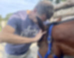Shiatsu équin