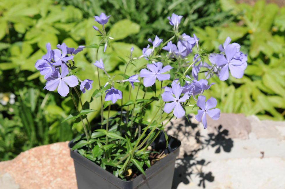 Thumbnail: Blue Moon Woodland Phlox (Phlox divaricata 'Blue Moon')