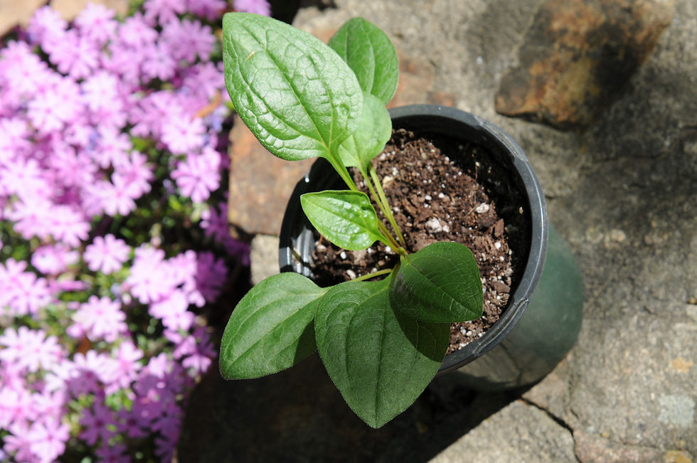 Thumbnail: Purple Coneflower