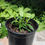 Thumbnail: Phlox paniculata 'Jeana'