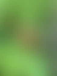 Hummingbirds incoming!