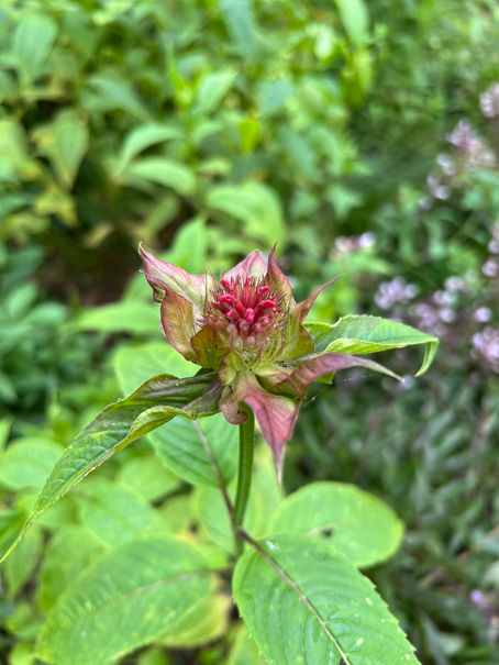 Hummingbirds incoming!