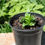 Thumbnail: Cardinal Flower