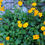 Thumbnail: Ear-leaved Tickseed