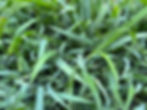Bunny Blue Sedge