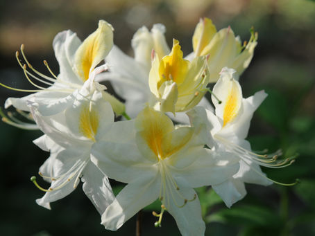 Native Azaleas