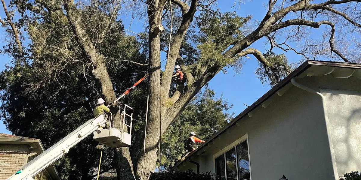 Tree Removal Cost Sacramento: Complete Pricing Guide
