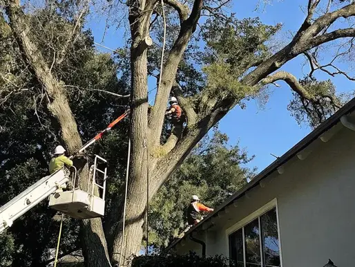 Tree Removal Cost Sacramento: Complete Pricing Guide