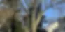 Hazardous Tree Inspection Sacramento Before Storms