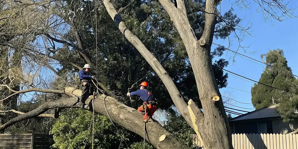 Large Tree Removal Sacramento: Safe Removal Near Homes and Power Lines