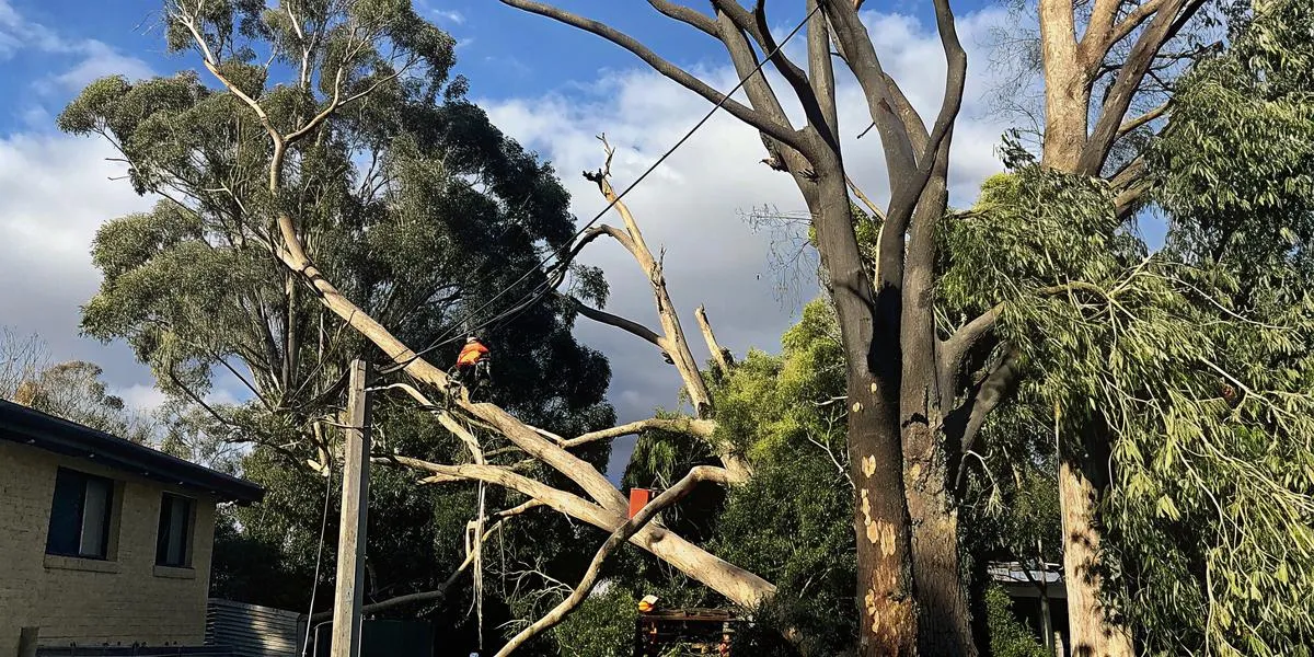 Storm Damaged Tree Removal: When to Remove vs Prune After a Storm