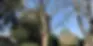 Tree Service Sacramento CA: A Complete Guide