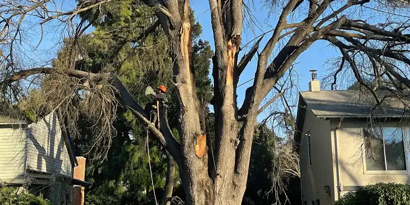 Dead Tree Removal Sacramento: Spot Hazard Trees Early