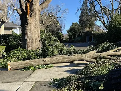 Emergency Tree Removal Sacramento: What Counts as an Emergency