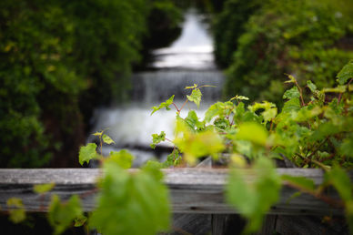 _E3A3203_1059-1.jpeg