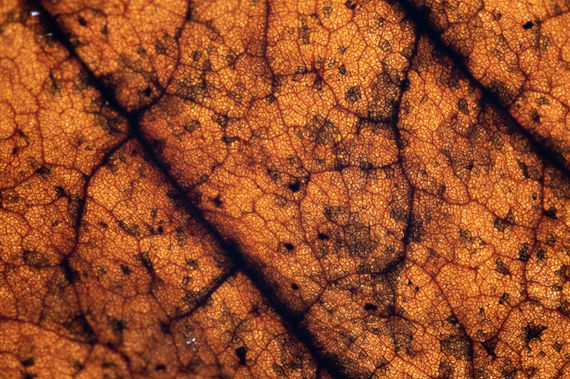 EPD_ART252_Texture__0006.jpeg