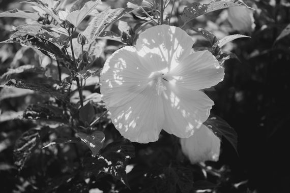 _E3A2953_0816-1.jpeg