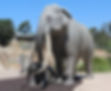 fiberglass-woolly-mammoth-statue.jpg